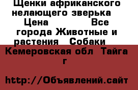 Щенки африканского нелающего зверька  › Цена ­ 35 000 - Все города Животные и растения » Собаки   . Кемеровская обл.,Тайга г.